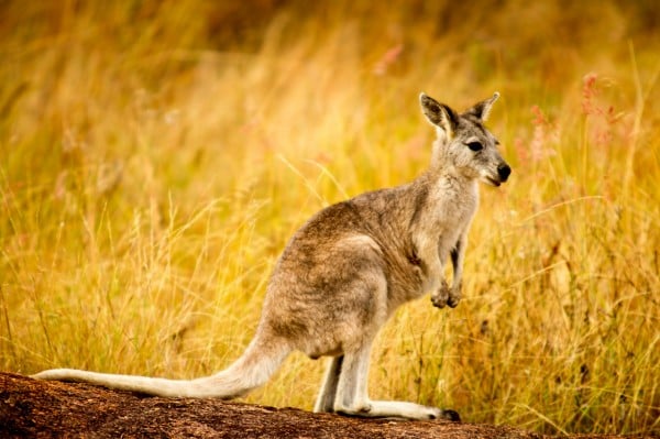 Wallaroo at Undara