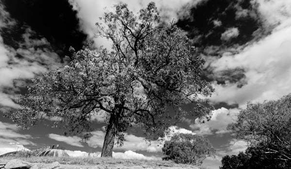 bw_tree