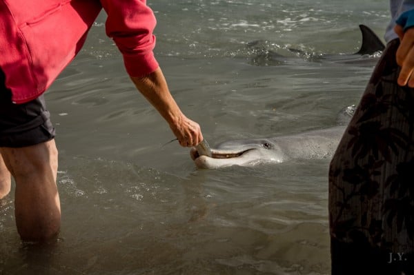 Dolphin Feeding