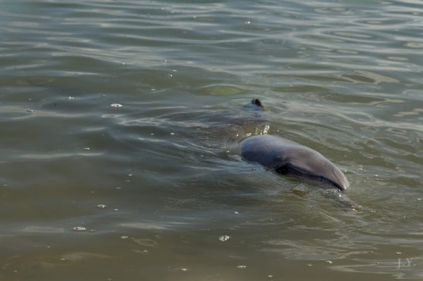 Dolphin Viewing at Monkey Mia