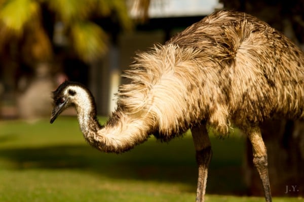 Emu at Monkey Mia