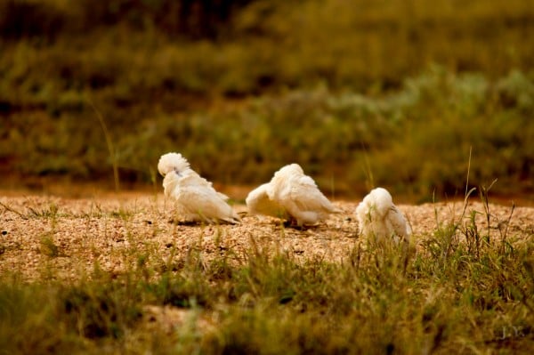 Parrots Self Cleaning