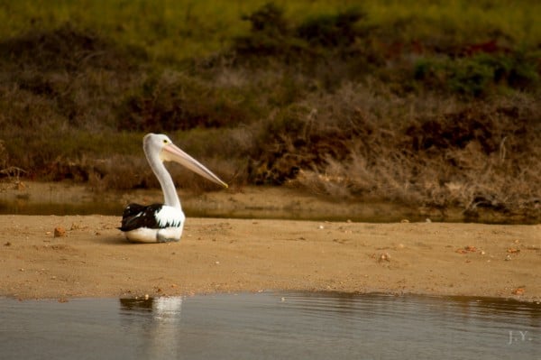 Pelican at Cape Range