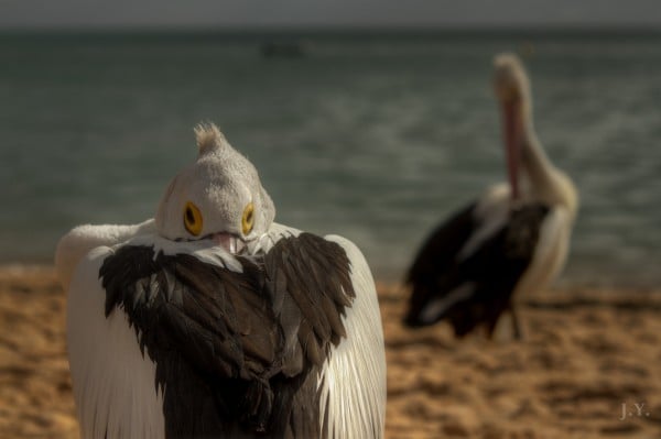 Pelicans in Monkey Mia