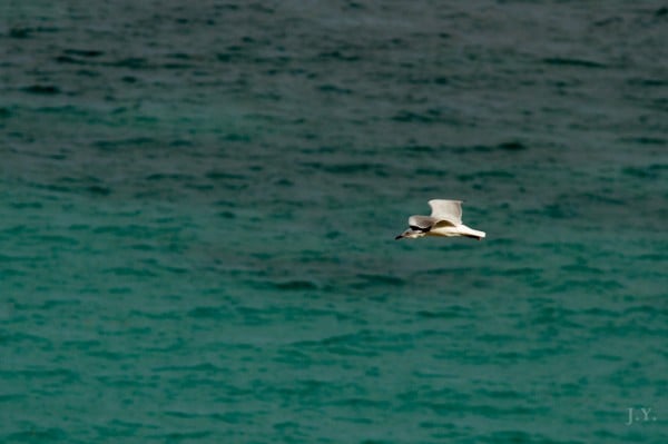 Seagull at Coral Bay
