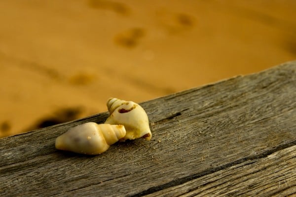 Shells on Boardwalk
